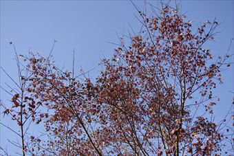 紅葉 空 冬 青 赤