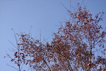 紅葉 青空 秋