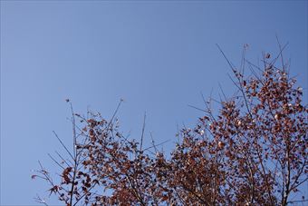 青空 雲がない 秋 枯れ枝 もみじ 紅葉 秋晴れ 冬晴れ