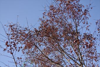青空 秋 冬 枯れ枝 もみじ 紅葉 秋晴れ 冬晴れ