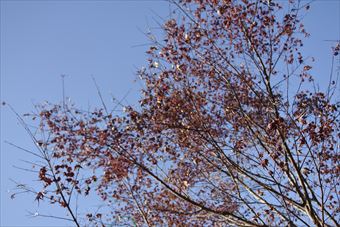 青空 秋 枯れ枝 もみじ 紅葉 秋晴れ 冬晴れ