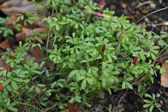 葉 花 赤 小さい かわいい 秋 冬 つぼみ 春