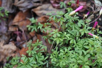ピンク かわいい 葉 花 赤 秋 冬 つぼみ 春