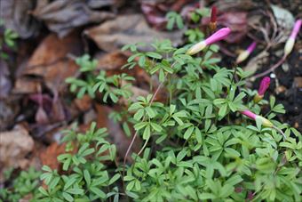 緑 葉 花 赤 秋 冬 つぼみ 春