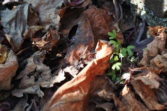 落ち葉 日差し 日向 木漏れ日 冬 枯れ葉 秋