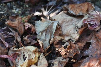 紅葉 落ち葉 枯れ葉 秋