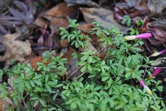 葉 花 赤 秋 冬 つぼみ 春
