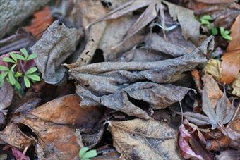 落ち葉 枯れ 秋 冬 緑 葉