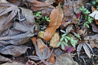 落ち葉 秋 冬 緑 葉