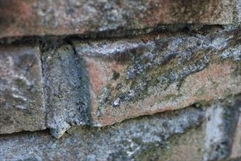 煉瓦 花壇 レンガ 古い 汚れ