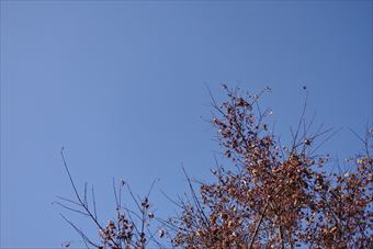 枯れ枝 青空 秋 もみじ 紅葉 秋晴れ 冬晴れ