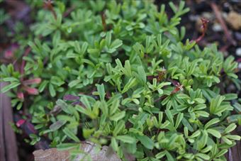 新芽 春 小さい葉 緑