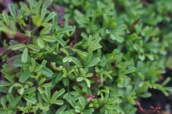 緑 鮮やか 春 新芽 小さい 葉