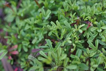 小さな葉 緑 新芽 オキザリス 春