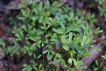 春 小さな 草 緑 葉 オキザリス