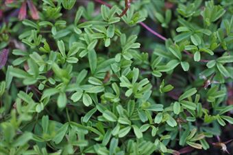 葉 小さな 緑 新芽