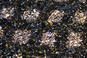 木漏れ日 土 小石 地面