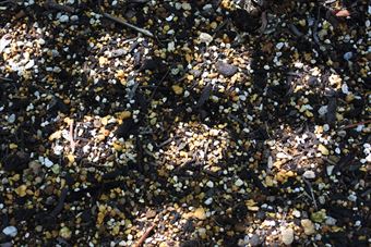 日差し 土 花壇 木漏れ日