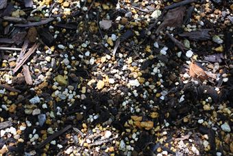 土 花壇 木漏れ日