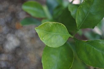蜜柑の木 葉 緑 新緑 春
