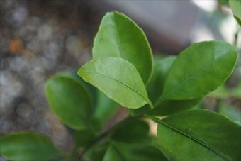 葉 緑 新しい 春 木