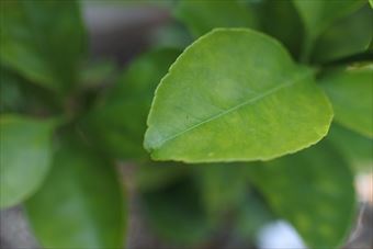 春 新緑 葉 蜜柑