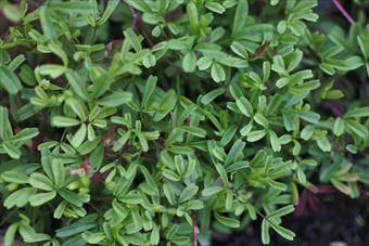 緑 葉 小さな 春