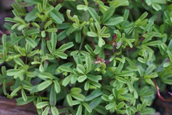 葉 緑 小さい オキザリス