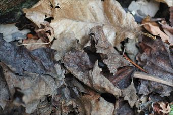 落ち葉 枯れ葉 秋 冬 公園
