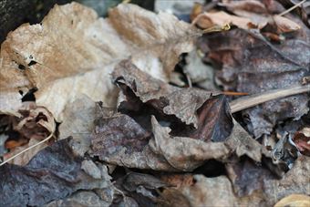 葉 冬 落ち葉 枯れ 秋