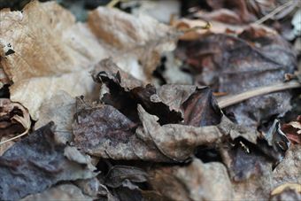 枯れた 葉 紅葉 落ち葉 冬 秋