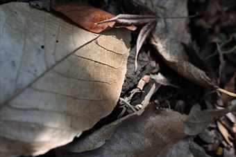 大きな葉 落ち葉 日差し ひだまり 枯れ葉 秋