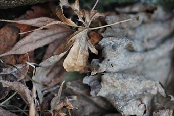 もみじ 枯れ葉 落ち葉 秋 冬