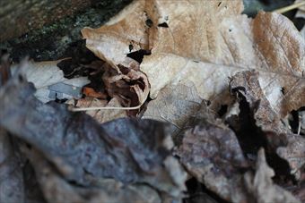 紅葉 落ち葉 枯れ葉 秋