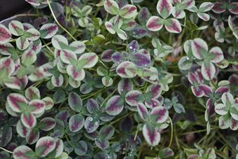 クローバー畑。色とりどり