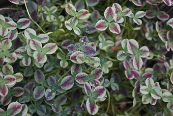 緑と赤のクローバー