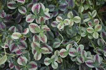 赤い色の入ったクローバー