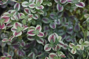 カラフルなクローバー