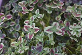 かわいいクローバー