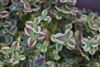 色とりどりのクローバー