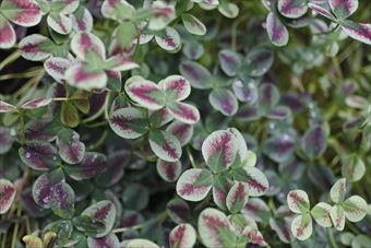 散歩をしていたら珍しいクローバー