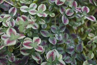 かわいいクローバーを見つけました