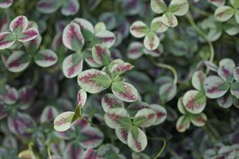 カラフルなクローバー発見