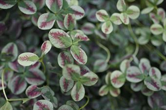 珍しい。クローバー。カラフルです。