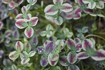 雨上がり。きれいなクローバーを見つけました