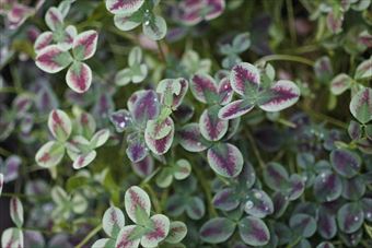 カラフルなクローバーを見つけました