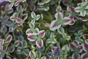 クローバー カラフル かわいい