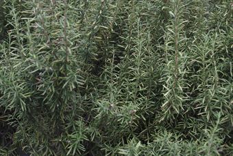 ローズマリーがよく茂っています。見事です