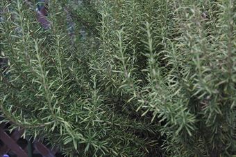 ローズマリーを料理に使うと洋風になる