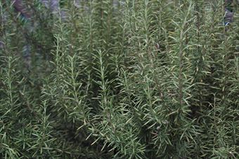 ローズマリーの香りが好き